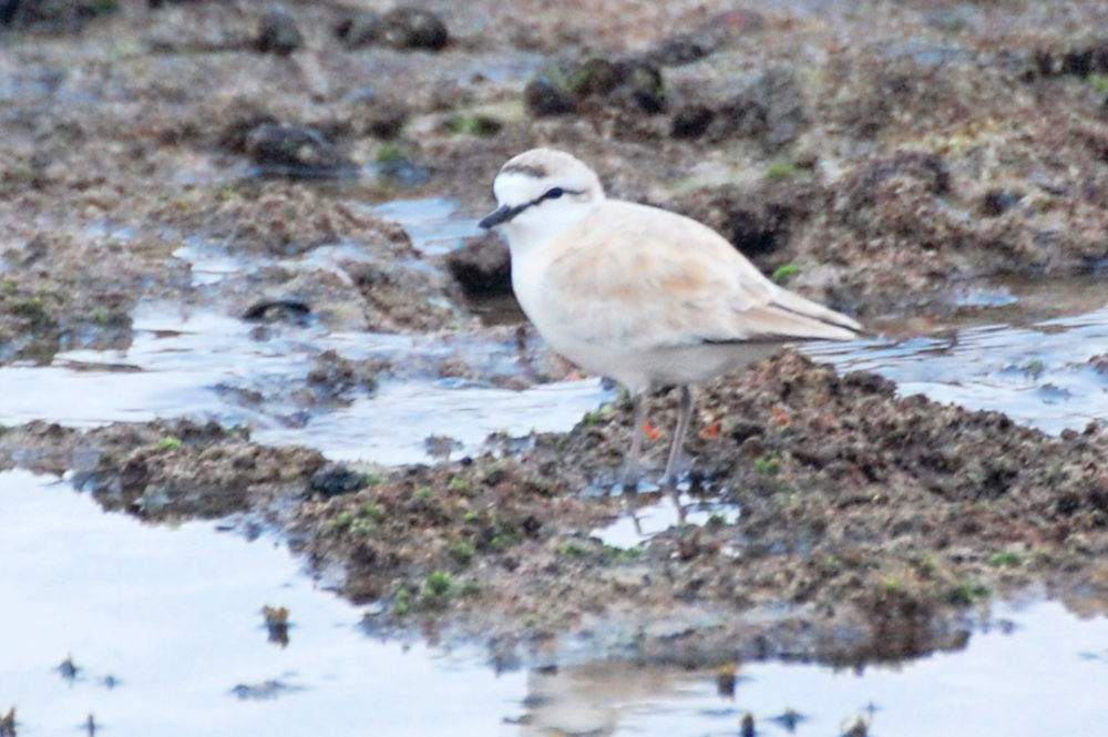 dal Sud Africa: Corriere marginato (Charadrius marginatus)